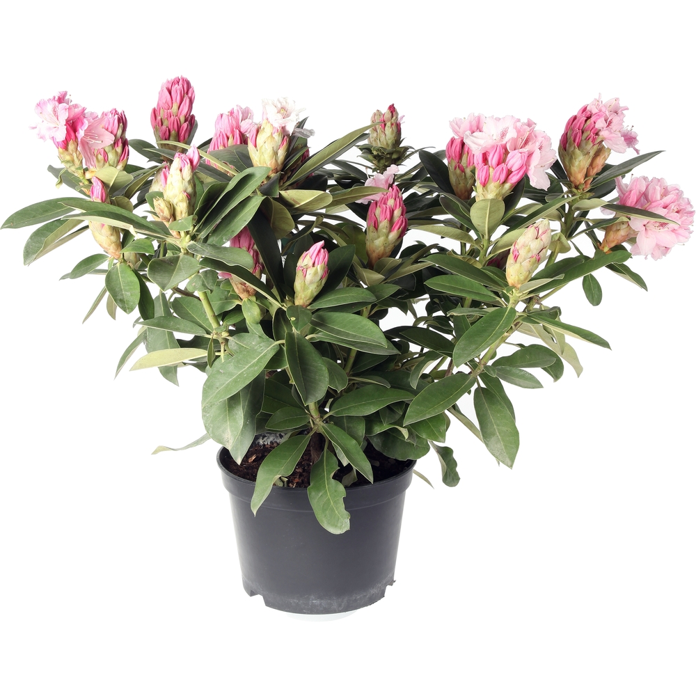 Rhododendron x 'Docteur Schweitzer' : H 40/50 cm, ctr 7 litres