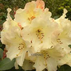 Rhododendron x 'Horizon Monarch' : H 40/50 cm, ctr 7 litres