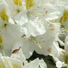 Rhododendron x 'Mme Masson' : H 40/50 cm, ctr 7 litres