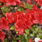 Rhododendron x 'Melville' : H 40/50 cm, ctr 7 litres