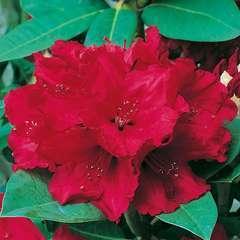 Rhododendron x 'Red Jack' : H 40/50, ctr 7 litres