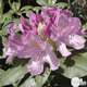 Rhododendron x 'Roseum Elegans' : H 40/50 cm, ctr 7 litres