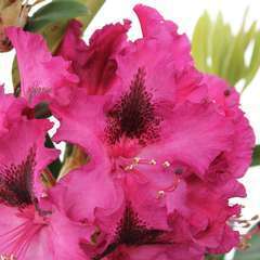 Rhododendron x 'Souvenir du Congo' : H 40/50 cm, ctr 7 litres