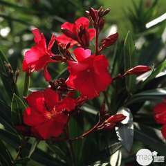 Nerium Oleander : H 40/60cm D18cm - Coloris variables