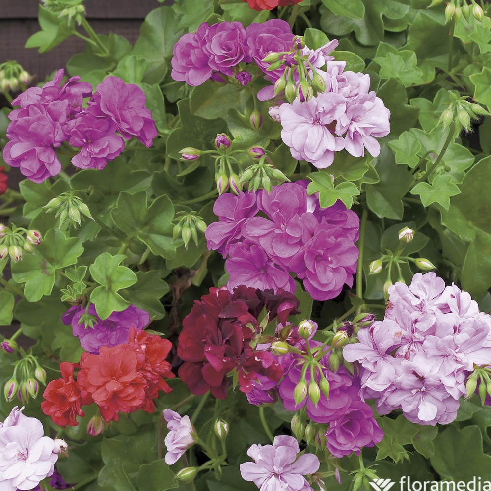 Géranium lierre à fleurs doubles : pack de 6 plants en pots Ø 10,5 cm