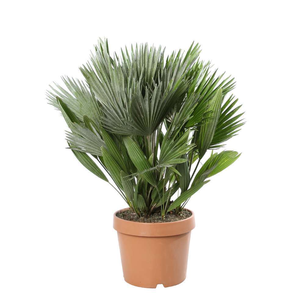 Chamaerops humilis vulcano: h.70cm pot d.26cm