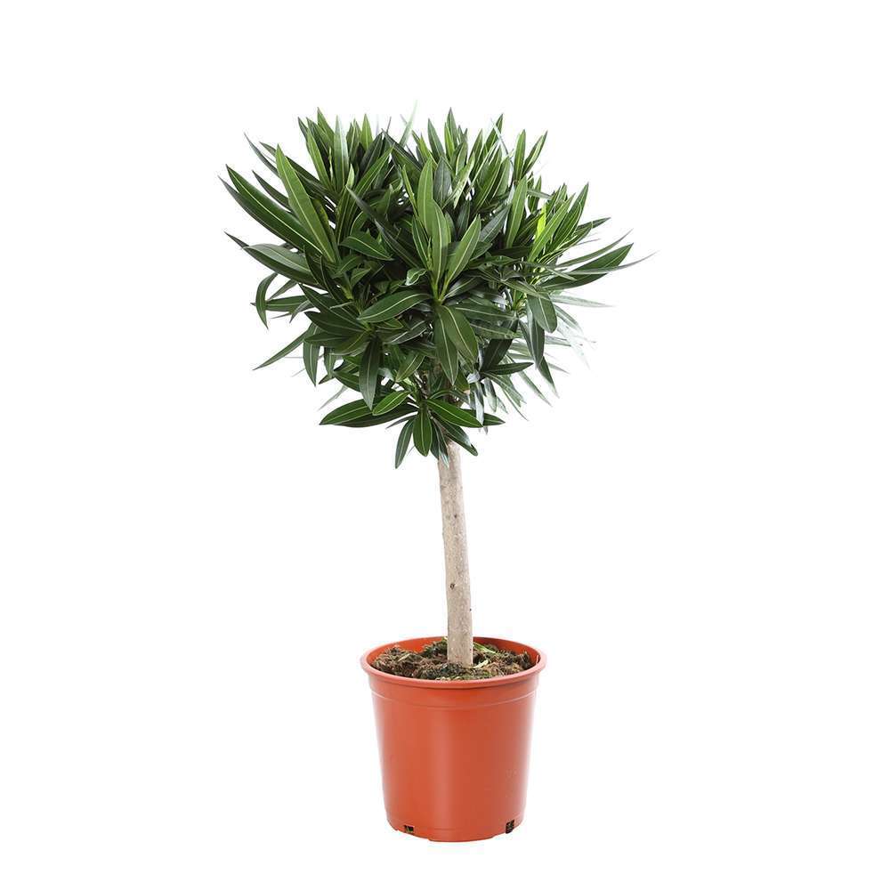 Nerium oleander: h.100/120cm tige pot d.20cm