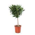 Nerium oleander: h.100/120cm tige pot d.20cm