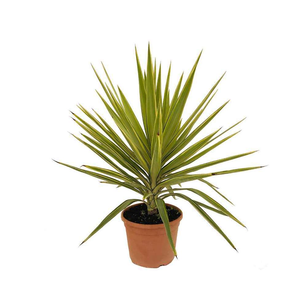 Yucca jewel: pot dÃ©coratif h.80/105cm 25cm