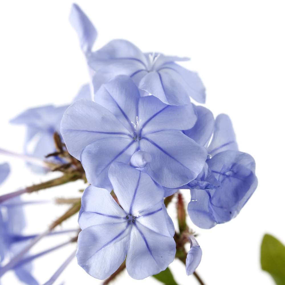 Plumbago : Pyramide pot de diamètre 14 cm