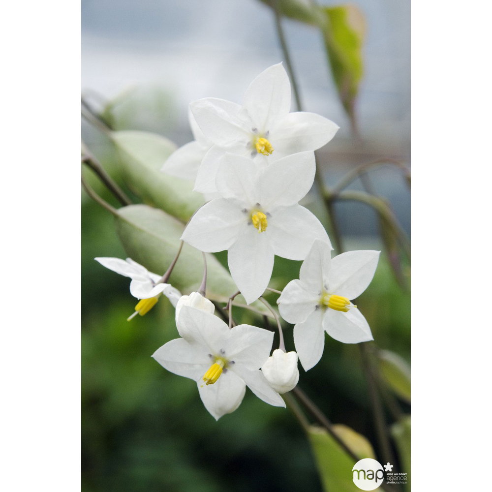 Solanum Jasminoïdes : pot de D.17cm - H. 80 cm- pyramidale