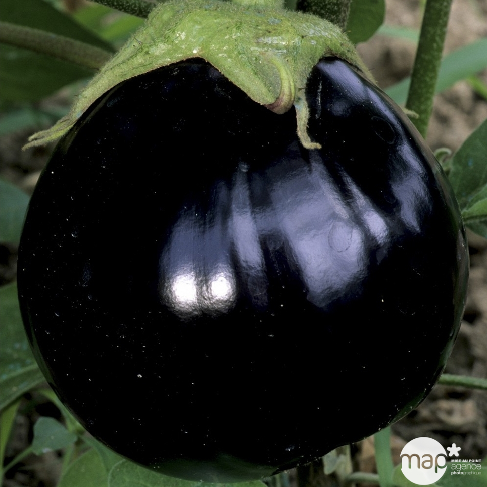 Plants d'aubergines 'Bonica' F1 : barquette de 3 plants