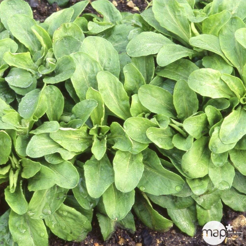 Plants de mâche 'Gala' : barquette de 12 plants