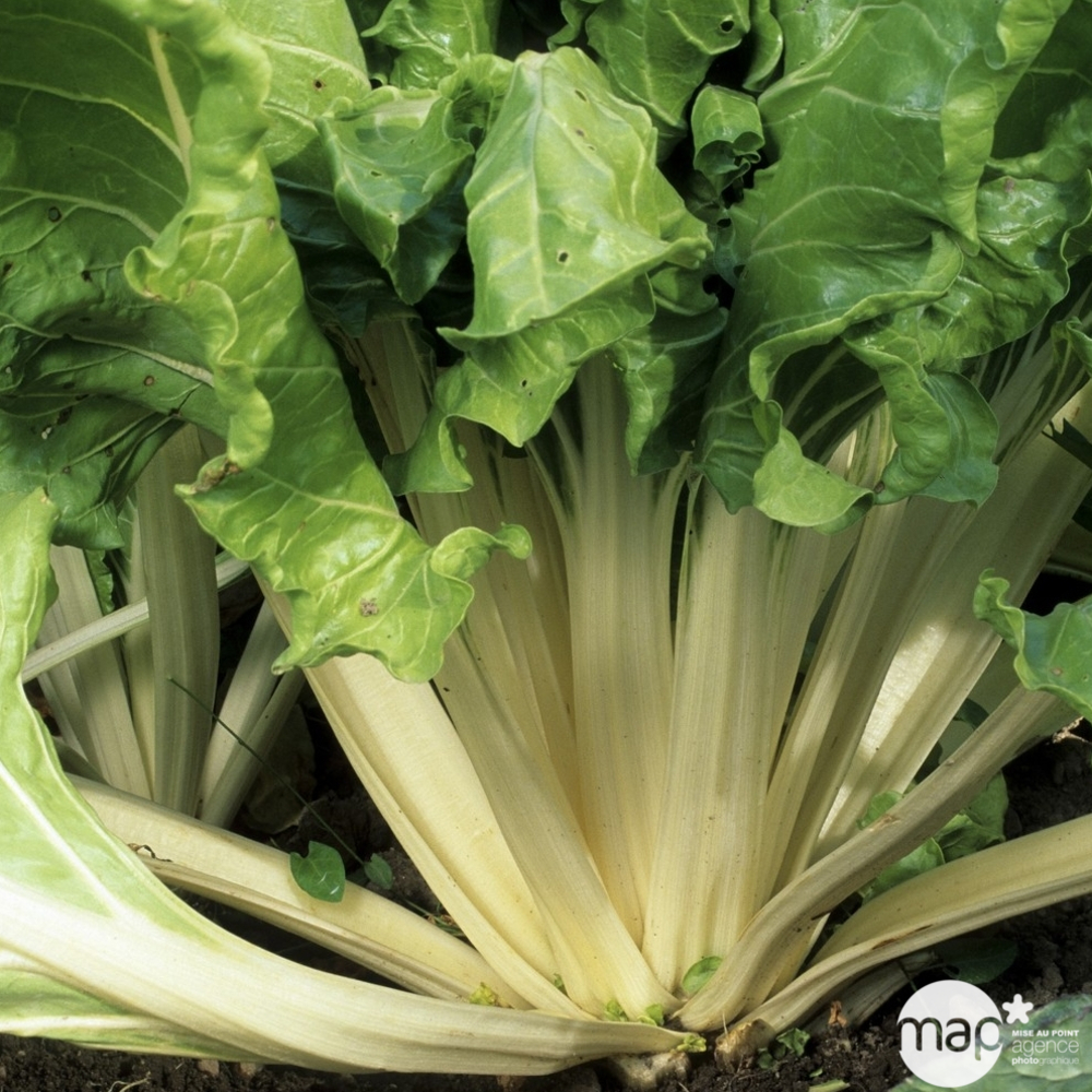 Plants de poirées verte à carde blanche : barquette de 3 plants