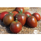 Plants de tomates 'Noire de Crimée' : barquette de 3 plants