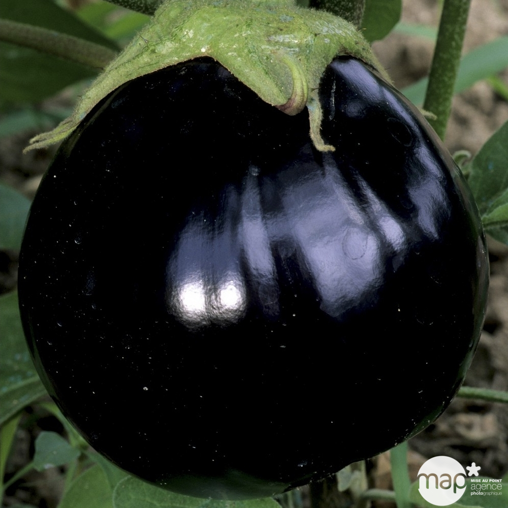 Plants d'aubergines 'Bonica' F1 : barquette de 6 plants