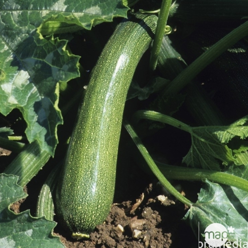Plants de courgettes 'Diamant' F1 : barquette de 3 plants