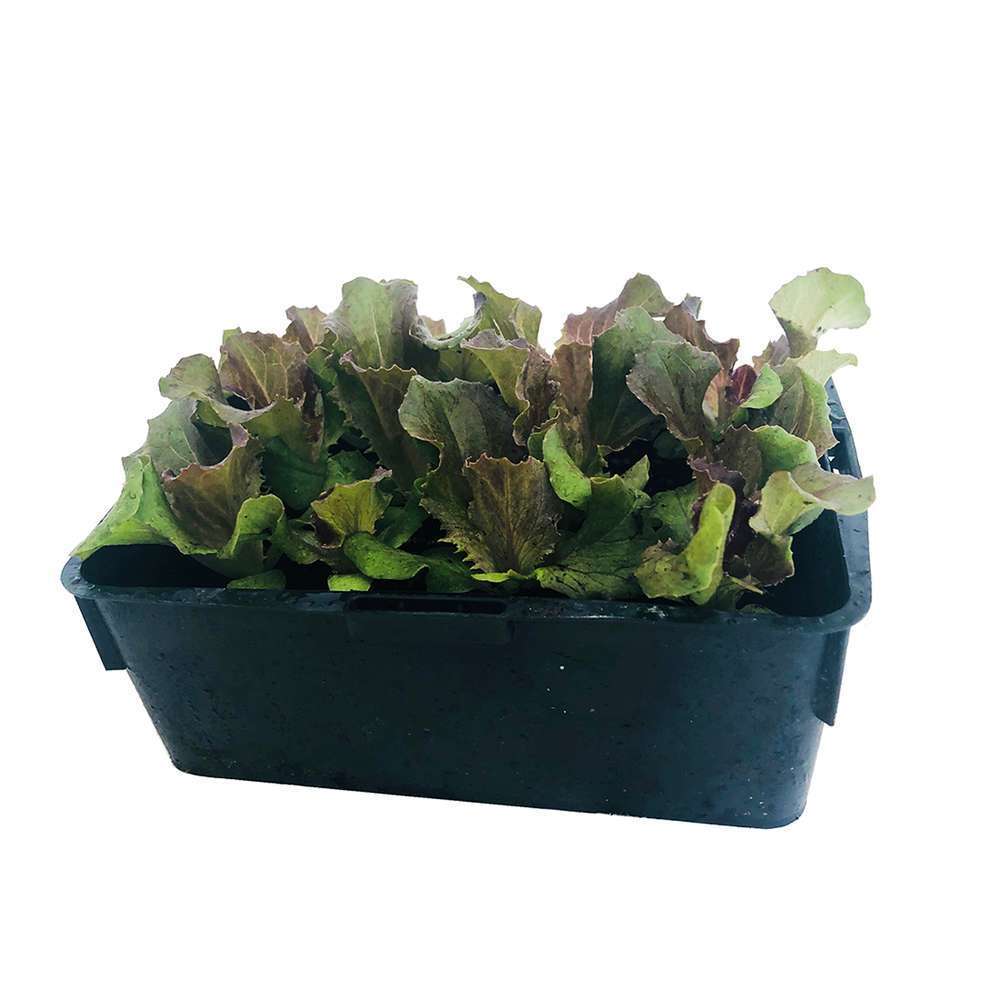 Salades Mix Gourmand : barquette de 12 plants