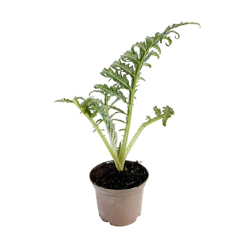 Plant d'artichaut 'Lancelot' F1 : pot de 1 litre