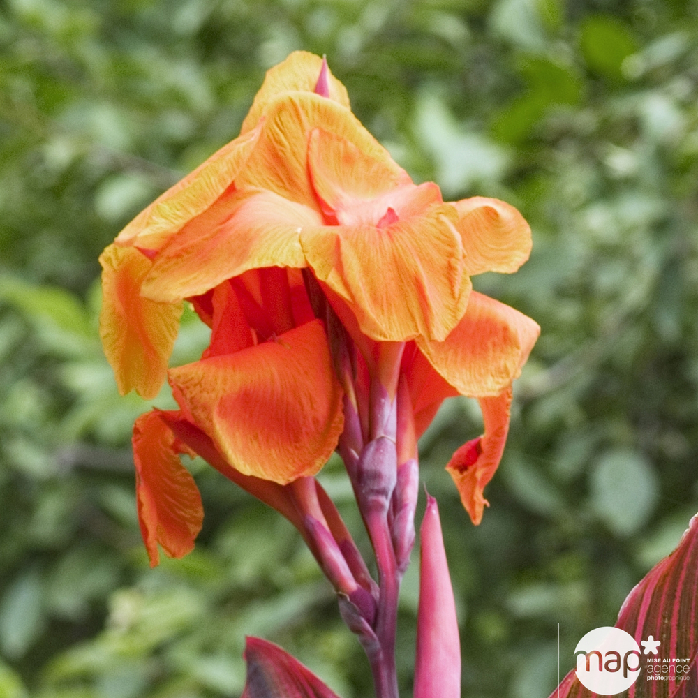 Canna : Ctr 2 litres