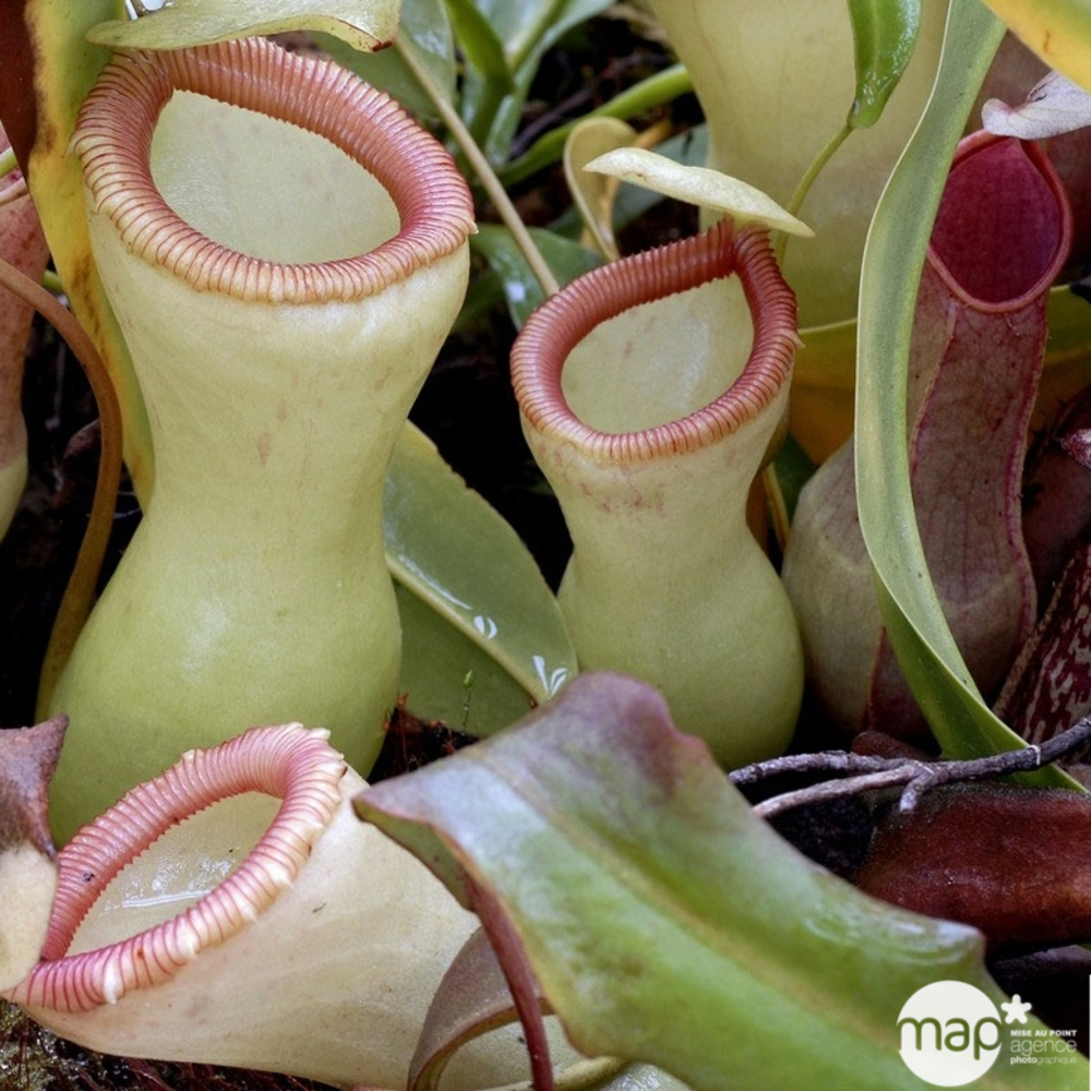 Népenthès : pot Ø9cm