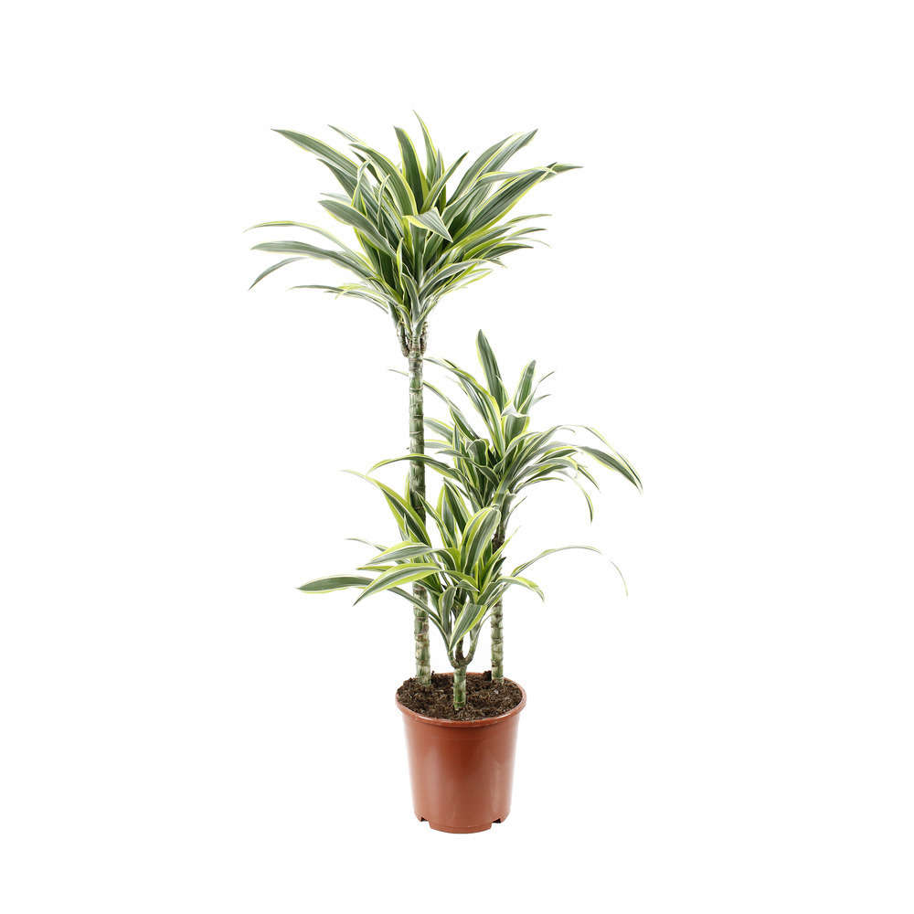 Dracaena : 3 cannes H.60,30,H.15cm pot d20cm