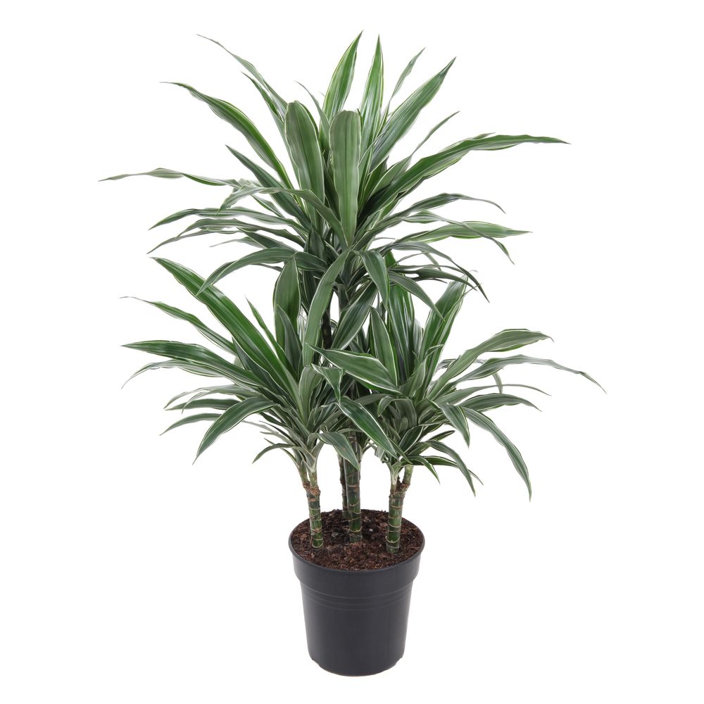 Dracaena : 3 cannes H.60,30,15cm pot