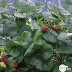 Plants de fraisiers 'Fragoo' : en suspension