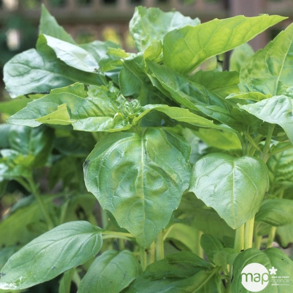 Plant de basilic 'Marseillais' : pot de 2,5 litres