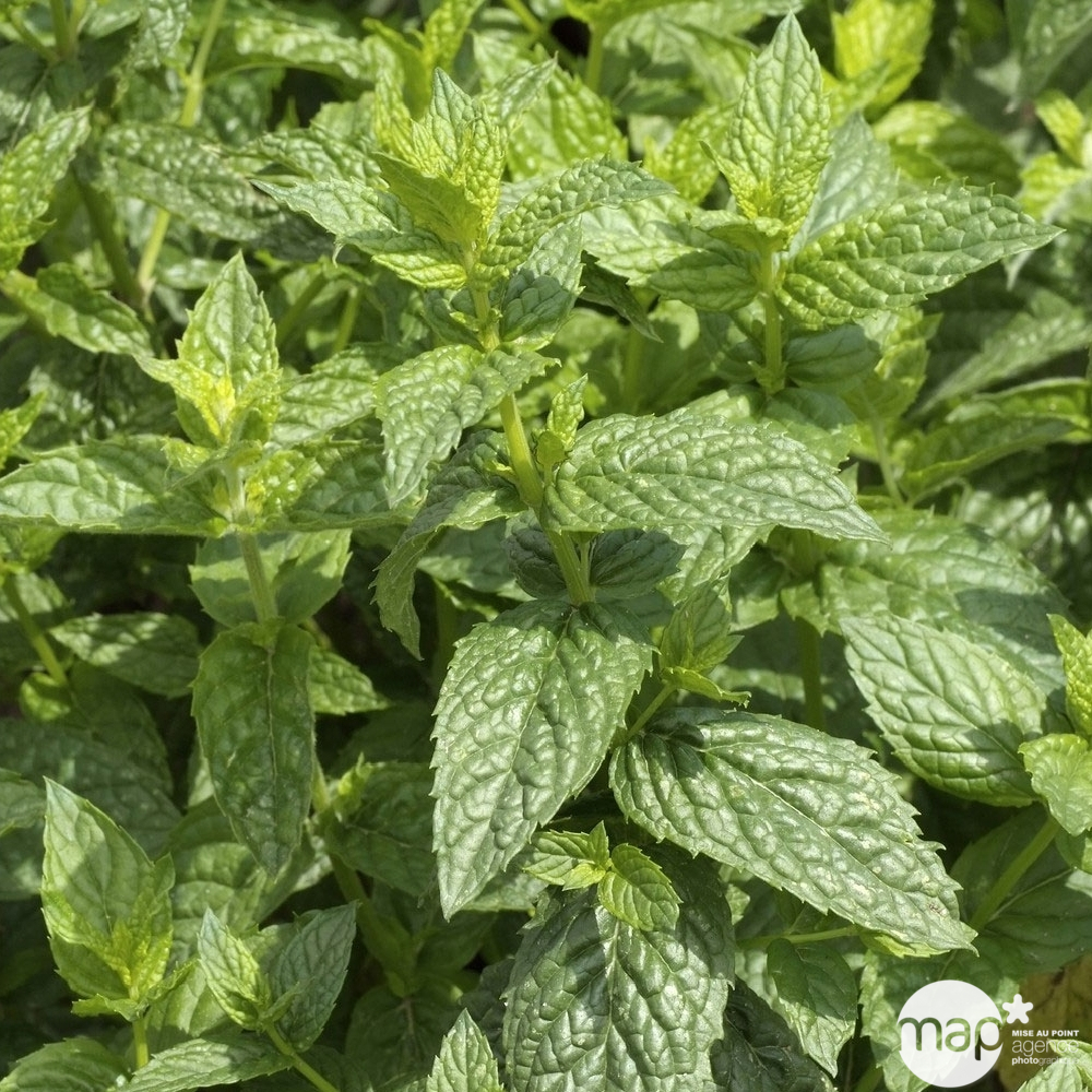 Plant de menthe poivrée : pot de 2,5 litres