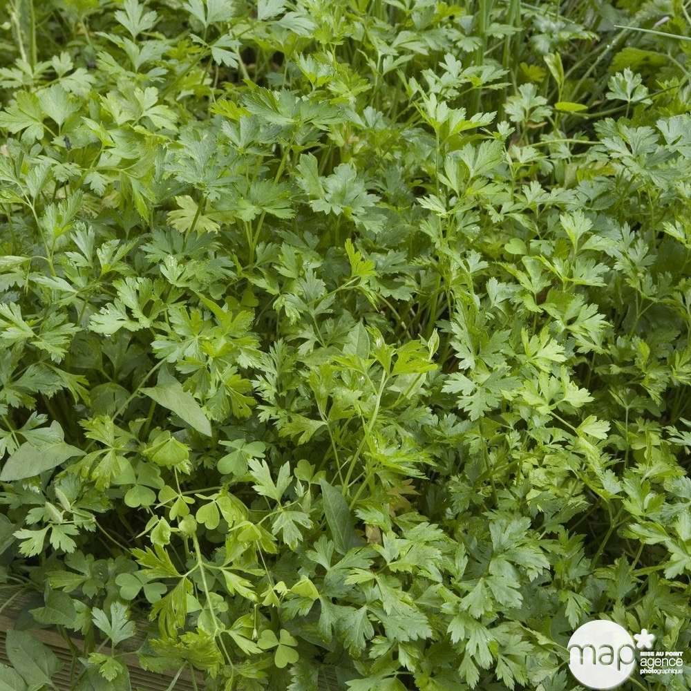 Plant de persil plat : pot de 2,5 litres