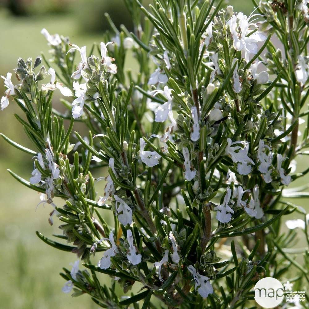 Plant de romarin : pot de 2,5 litres