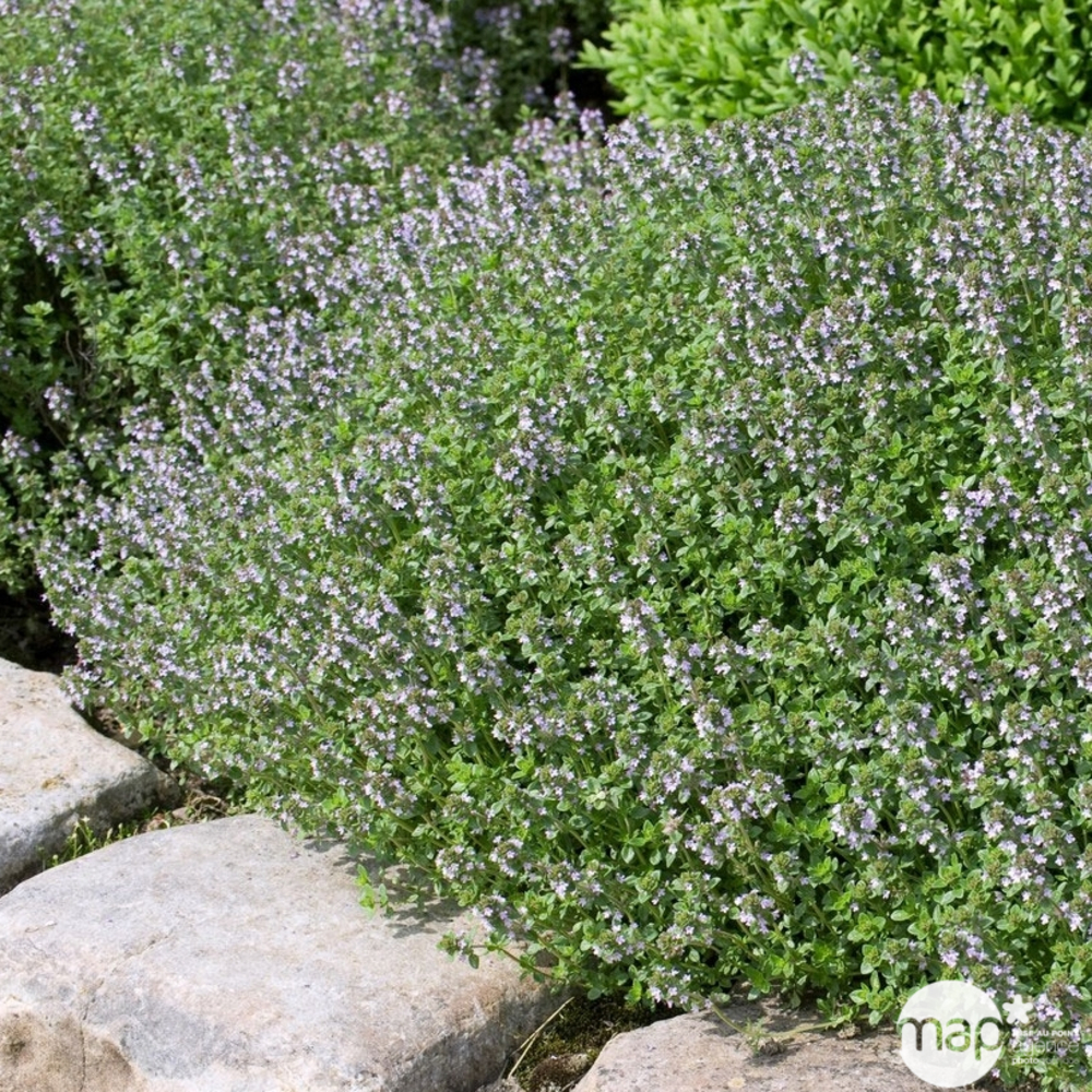 Plant de thym commun : pot de 2,5 litres