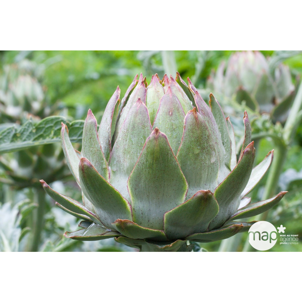 Lingot Garniture Frange, Style BFV3, Couleur VNT32