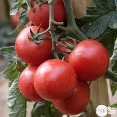 Plant de tomate grappe 'Premio' F1 : pot de 1 litre