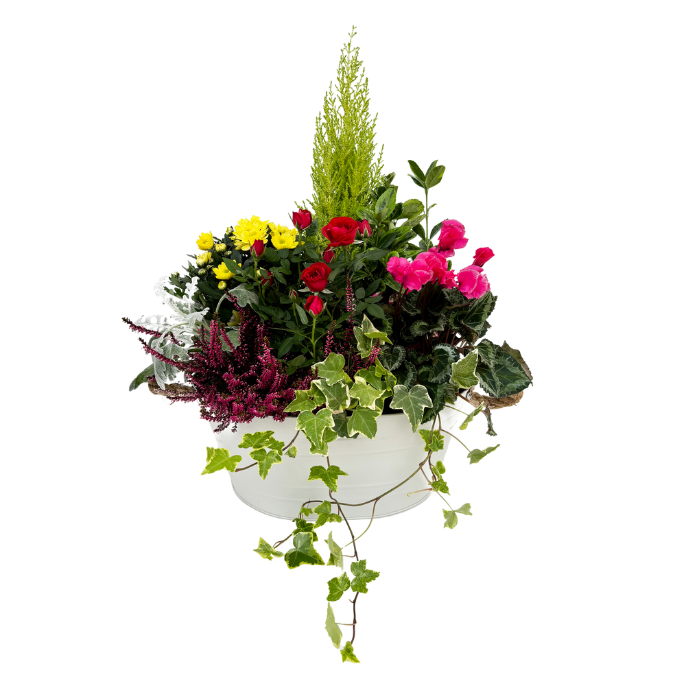 Composition de plantes d'intérieur dans pot en Zinc