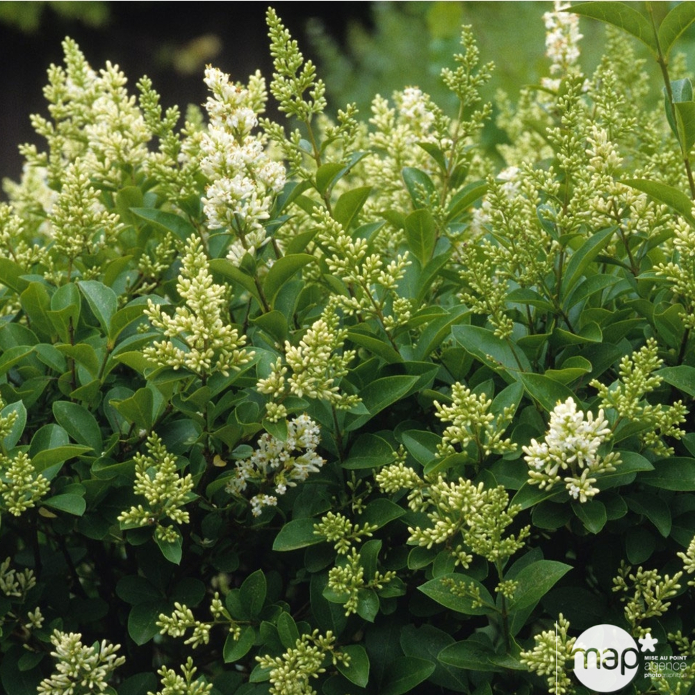 Ligustrum japonicum : H 80/100 cm ctr 7,5 litres