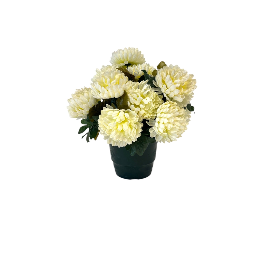 Pot de 14 chrysantheme crème , H37CM - L38Cm, 2Kg