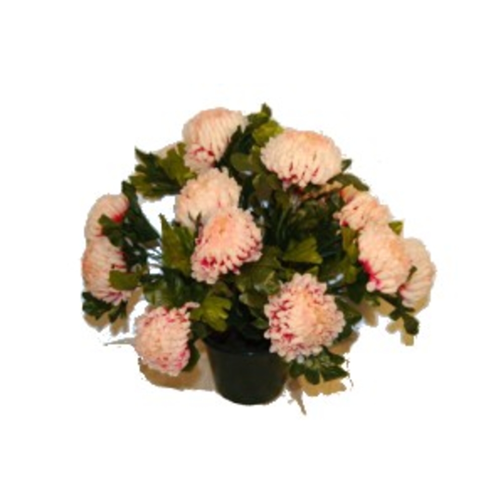 Pot de 14 chrysantheme fushia , H37CM - L38Cm, 2Kg
