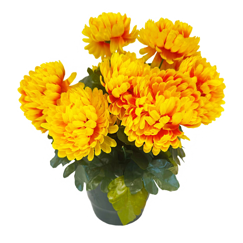 Pot de 14 chrysantheme tabac , H37CM - L38Cm, 2Kg