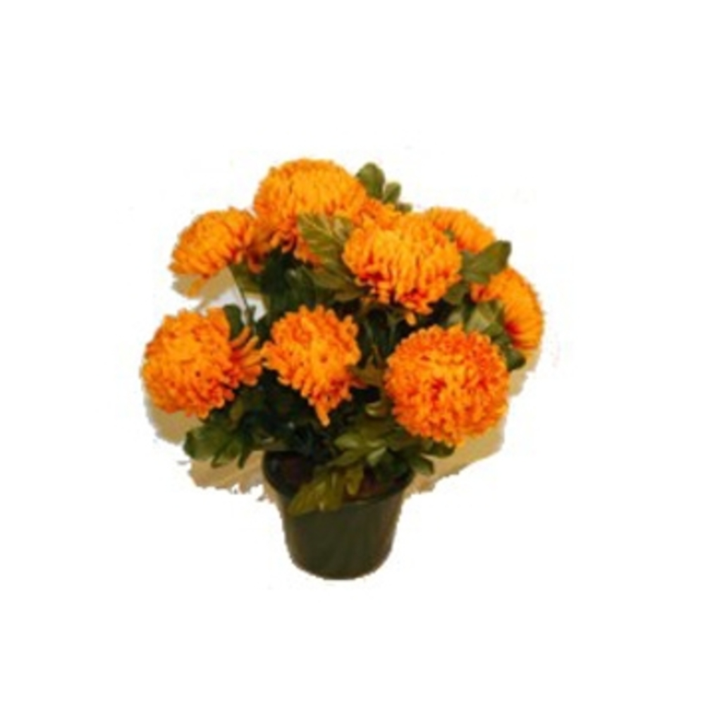 Pot de 14 chrysantheme tabac , H37CM - L38Cm, 2Kg