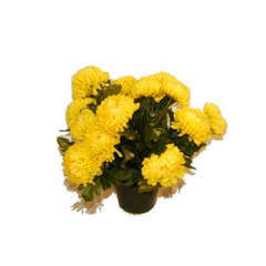 Pot de 14 chrysantheme  jaune , H37CM - L38Cm, 2Kg