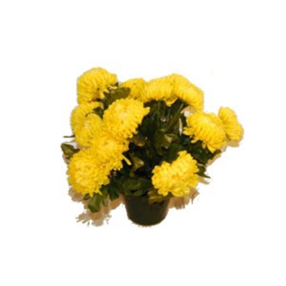 Pot de 14 chrysantheme jaune , H37CM - L38Cm, 2Kg
