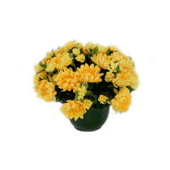 Pot de 52 chrysantheme  jaune , H38CM - L35Cm, 3Kg