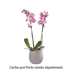 Orchidée Phalaeonopsis 2 tiges - pot D.15 cm