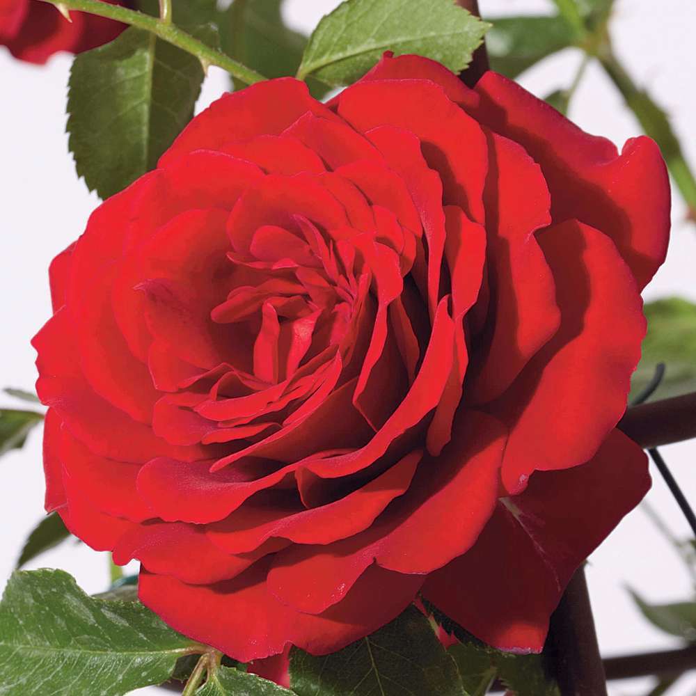 Rosier grimpant : pot de 5 litres