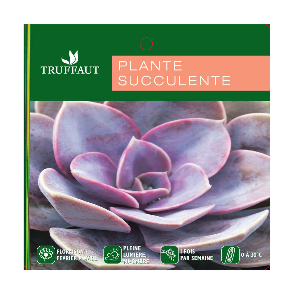 Echevéria : H.15cm pot Ø10,5cm