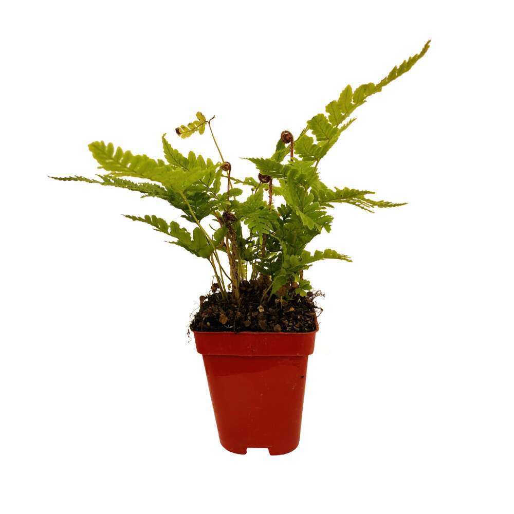 FougÃšre 'Prolifica': indusies rouges, godet