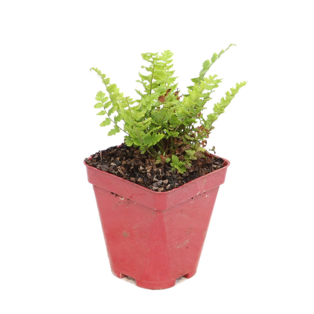 Fougère mâle : godet