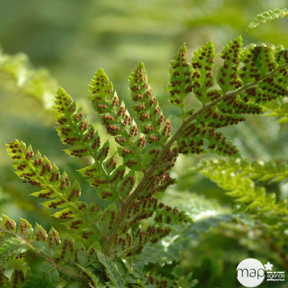 Polystic du Japon : godet rouge